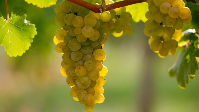 Il vino pecorino bianco italiano sta vivendo una rinascita